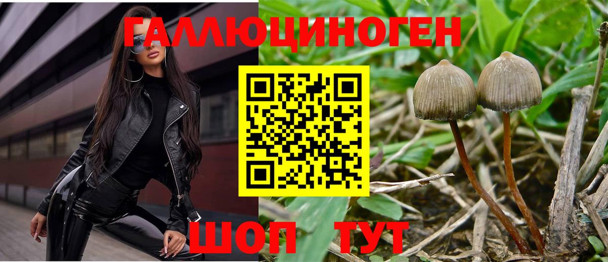 Владимир  закладка  Вход с VPN  Псилоцибиновые грибы мицелий 